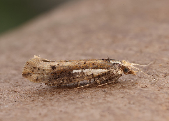 17.010 BF460 Ypsolopha parenthesella