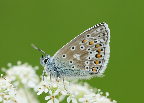 Common Blue Polyommatus icarus