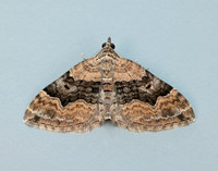 70.055 BF1726 Large Twin-spot Carpet Xanthorhoe quadrifasiata