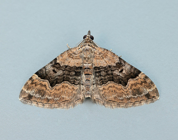 70.055 BF1726 Large Twin-spot Carpet Xanthorhoe quadrifasiata