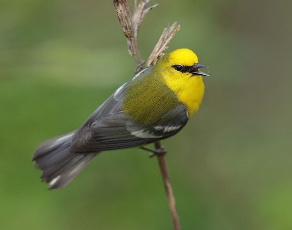 Blue-winged Warbler Vermivora cyanoptera