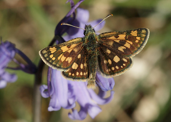 Chequered Skipper Carterocephalus palaemon