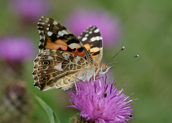 Painted Lady Vanessa cardui