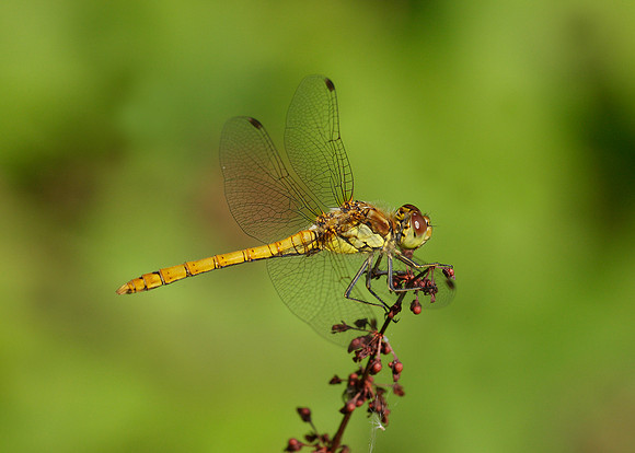 Common Darter Sympetrum striolatum