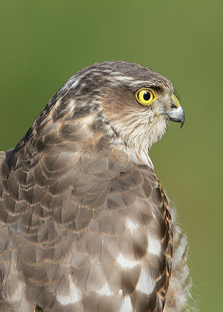 Sparrowhawk Accipiter nisus