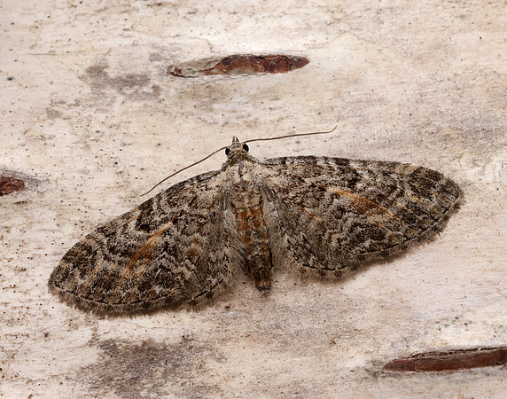 70.187 BF1838 Tawny Speckled Pug Eupithecia icterata