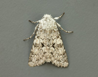 73.228 BF2254 Grey Chi Antitype chi