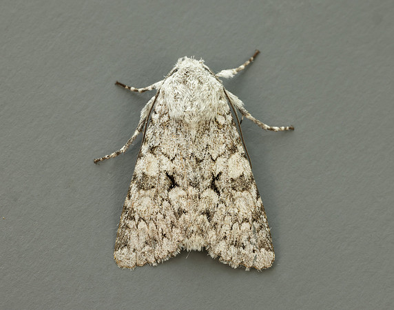 73.228 BF2254 Grey Chi Antitype chi
