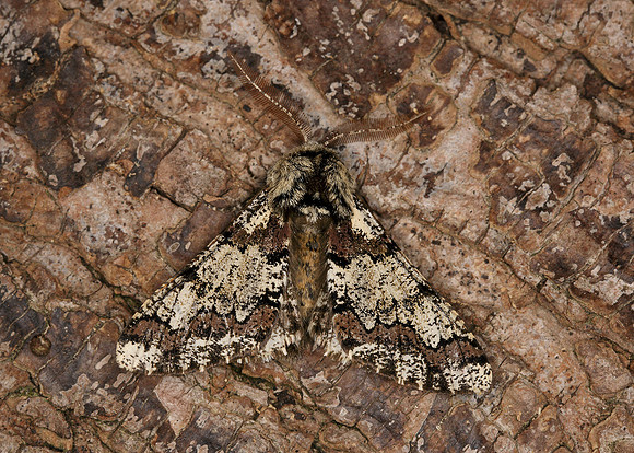 70.251 BF1930 Oak Beauty Biston strataria