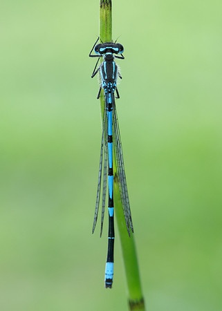 Variable Damselfly Coenagrion pulchellum