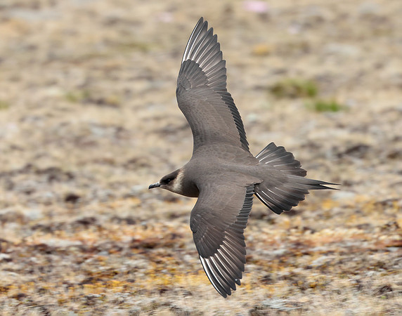 Arctic Skua Stercorarius parasiticus