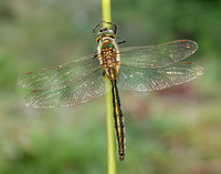 Brilliant Emerald Somatochlora metallica