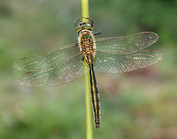 Brilliant Emerald Somatochlora metallica