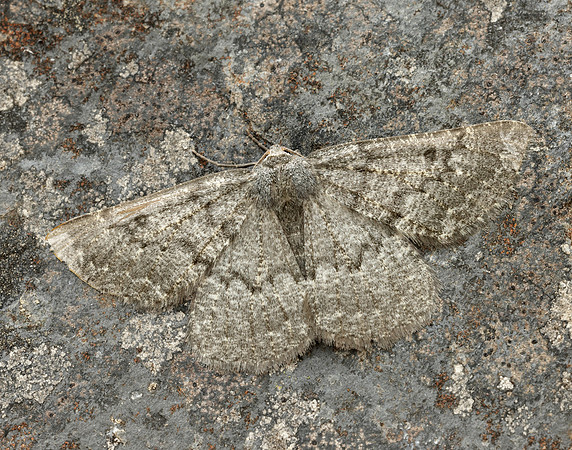 70.285 BF1963 Scotch Annulet Gnophos obfuscata
