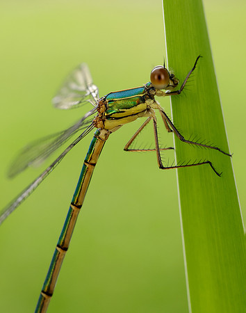 Willow Emerald Chalcolestes viridis