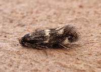 38.025 BF597 Elachista atricomella