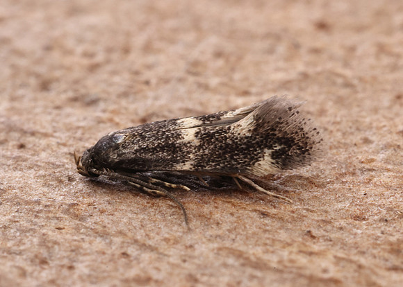 38.025 BF597 Elachista atricomella