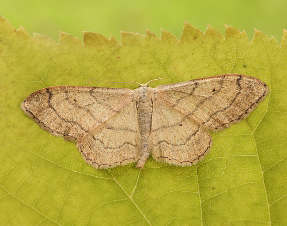 70.016 BF1713 Riband Wave Idaea aversata