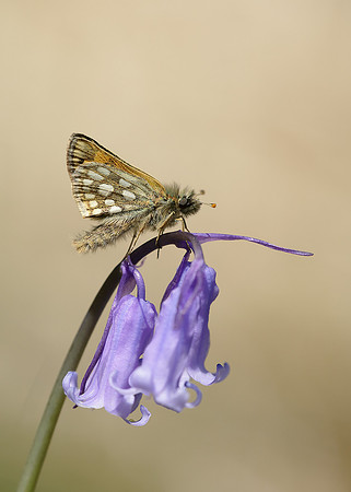 Chequered Skipper Carterocephalus palaemon