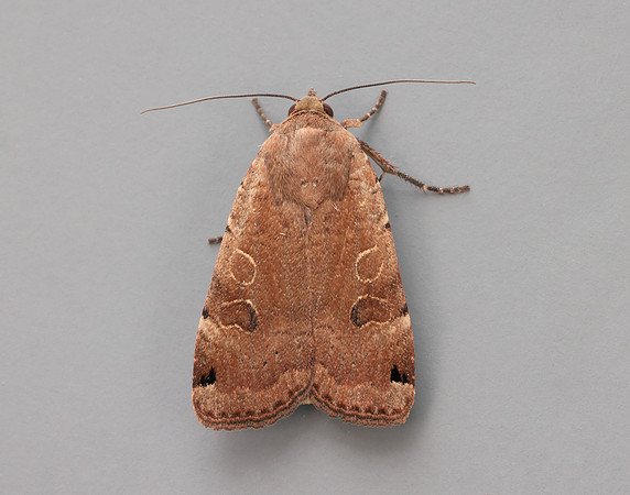 73.344 BF2108 Lunar Yellow Underwing Noctua orbona