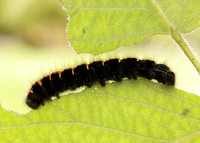 66.008 BF1638 Fox Moth Macrothylacia rubi