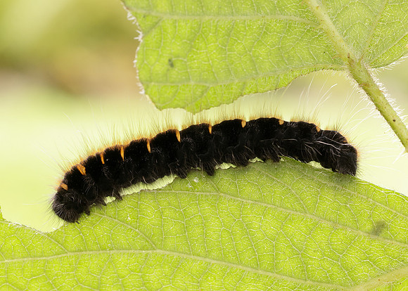 66.008 BF1638 Fox Moth Macrothylacia rubi