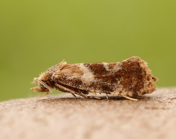 49.129 BF959 Cochylidia rupicola