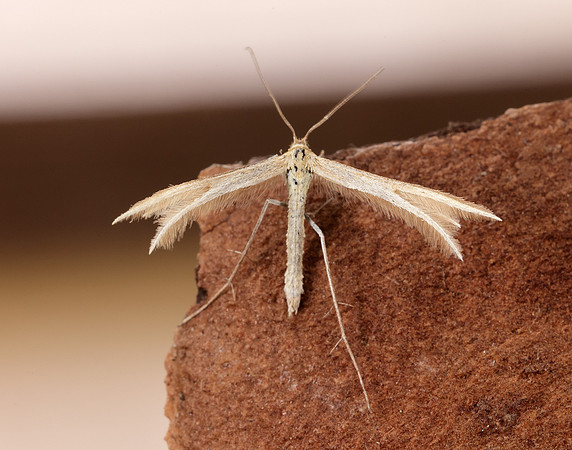 45.033 BF1510 Thyme Plume Merrifieldia leucodactyla