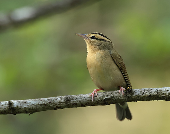 Worm-eating Warbler Helmitheros vermivorum