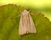 3.294 BF2197 Southern Wainscot Mythimna straminea