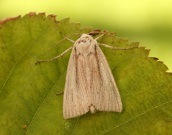 3.294 BF2197 Southern Wainscot Mythimna straminea