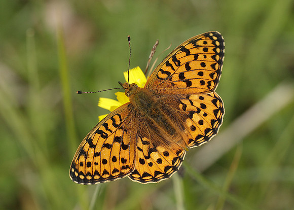Dark Green fritillary Argynnis aglaja