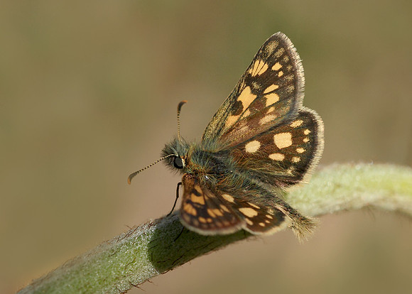Chequered Skipper Carterocephalus palaemon