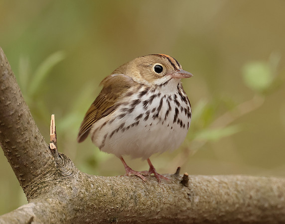 Ovenbird Seiurus aurocapilla