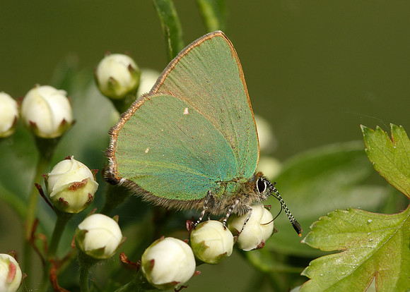 Green Hairstreak Callophrys rubi