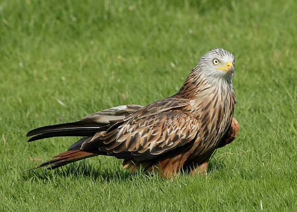 Red Kite Milvus milvus