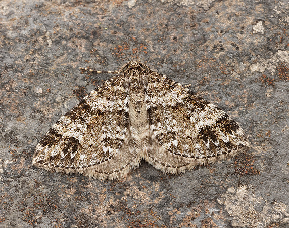 70.131 BF1809 Twin-spot Carpet Mesotype didymata