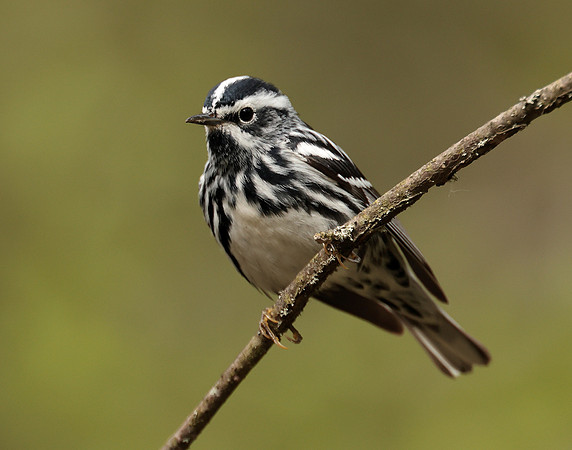 Black & White Warbler Mniotilta varia
