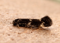 38.025 BF597 Elachista atricomella