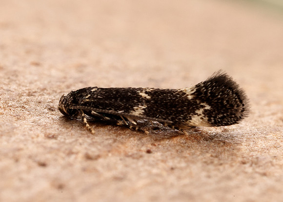 38.025 BF597 Elachista atricomella