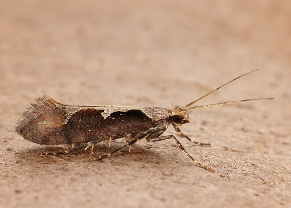 18.006 BF468 Rhigognostis incarnatella