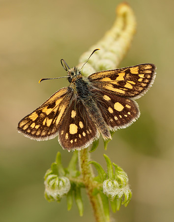 Chequered Skipper Carterocephalus palaemon