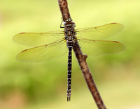 Common Hawker Aeshna juncea