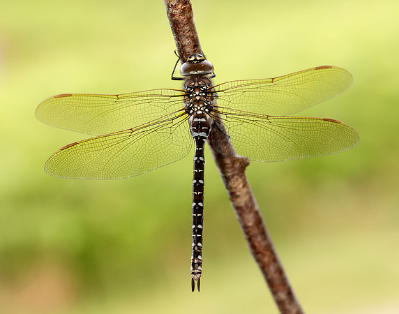 Common Hawker Aeshna juncea