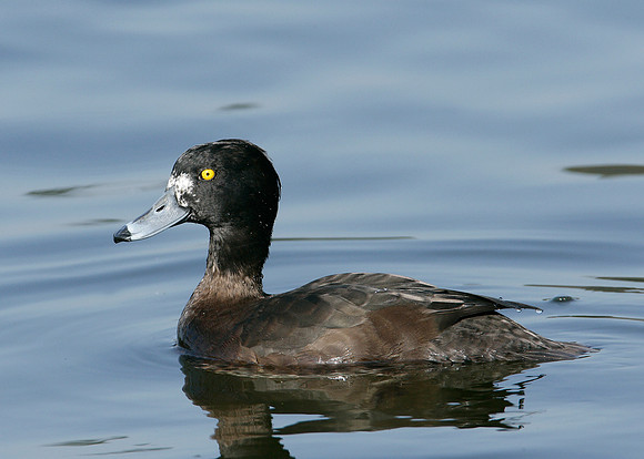 Tufted Duck Aythya fuligula