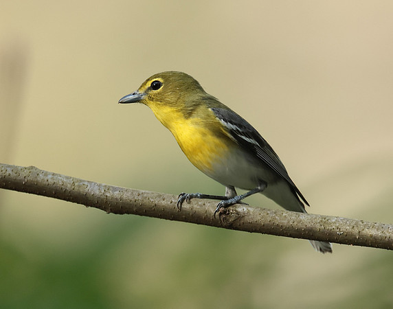 Yellow-throated Vireo Vireo flavifrons