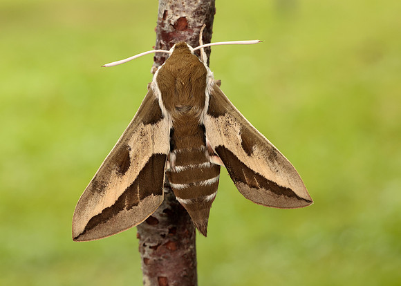 69.013 BF1986 Spurge Hawk-moth Hyles euphorbiae