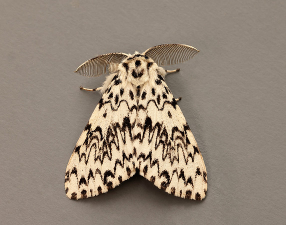 72.010 BF2033 Black Arches Lymantria monacha