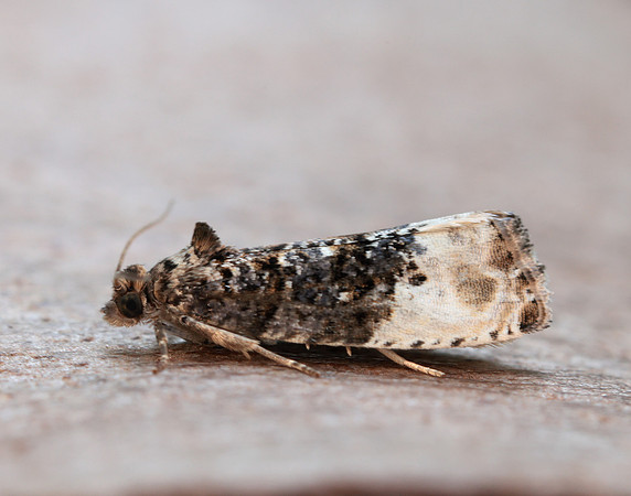 49.156 BF1083 Marbled Orchard Tortrix Hedya nubiferana