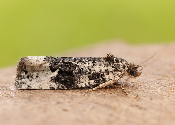 49.149 BF1092 Apotomis turbidana